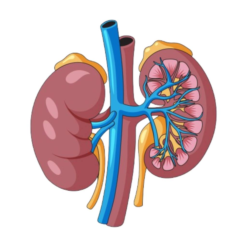 Kidney